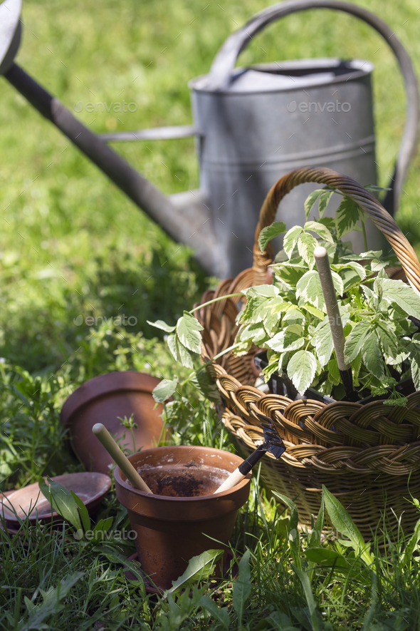 flowers for planting Stock Photo by azgek PhotoDune